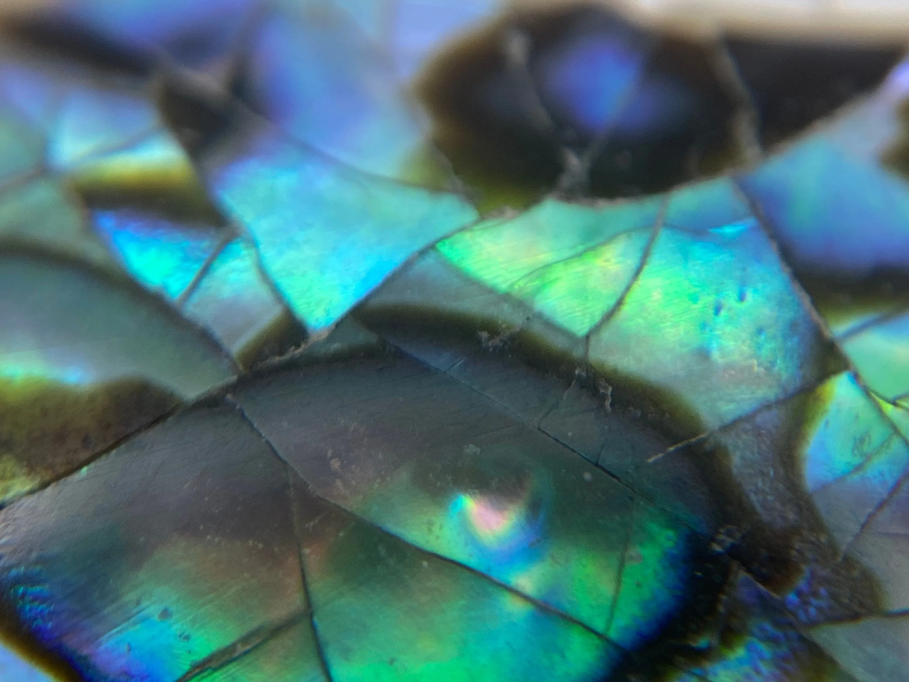 Diamond Abalone Mother of Pearl Charm SKU: M800