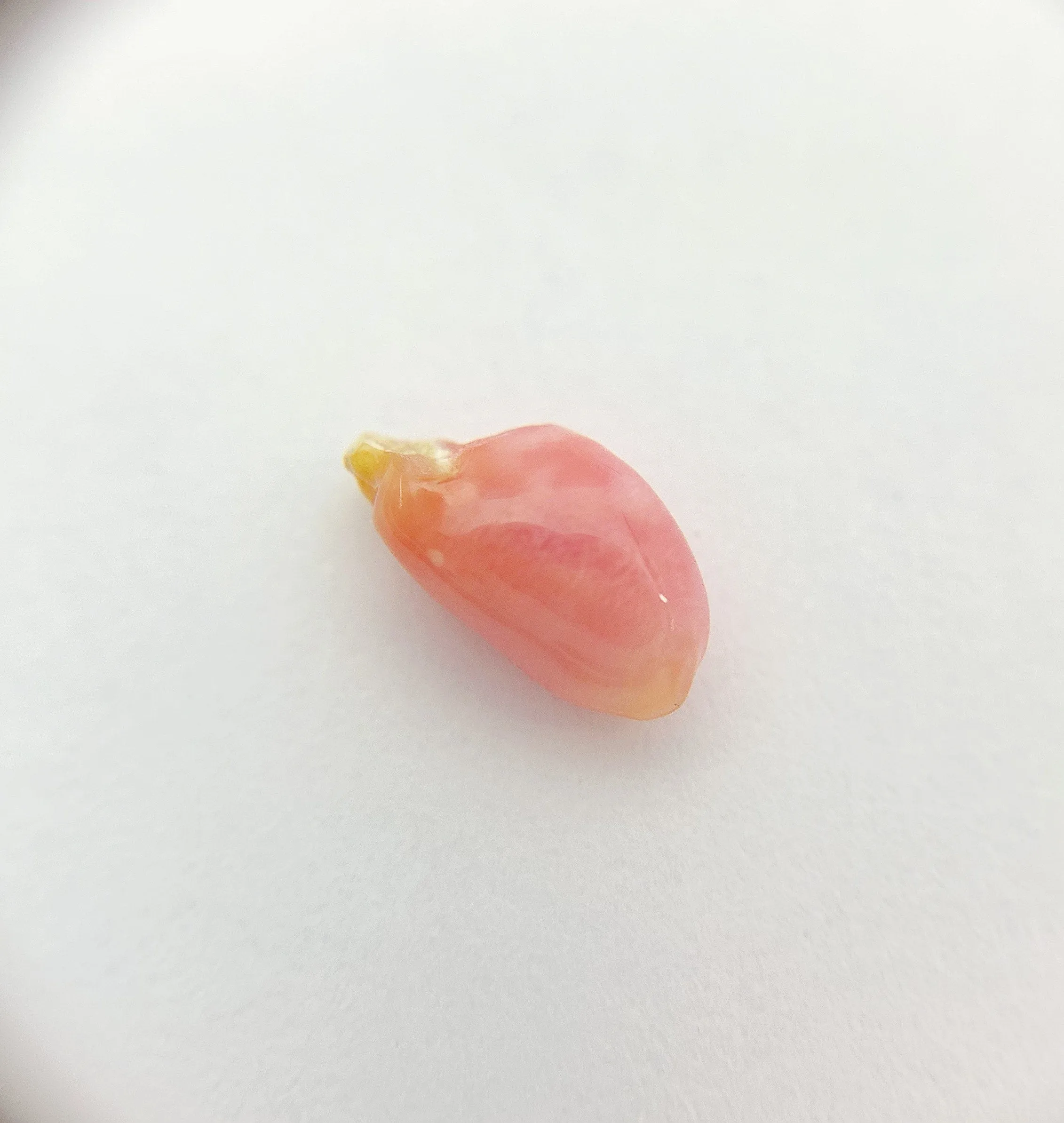 Natural Conch Pearl (4B)