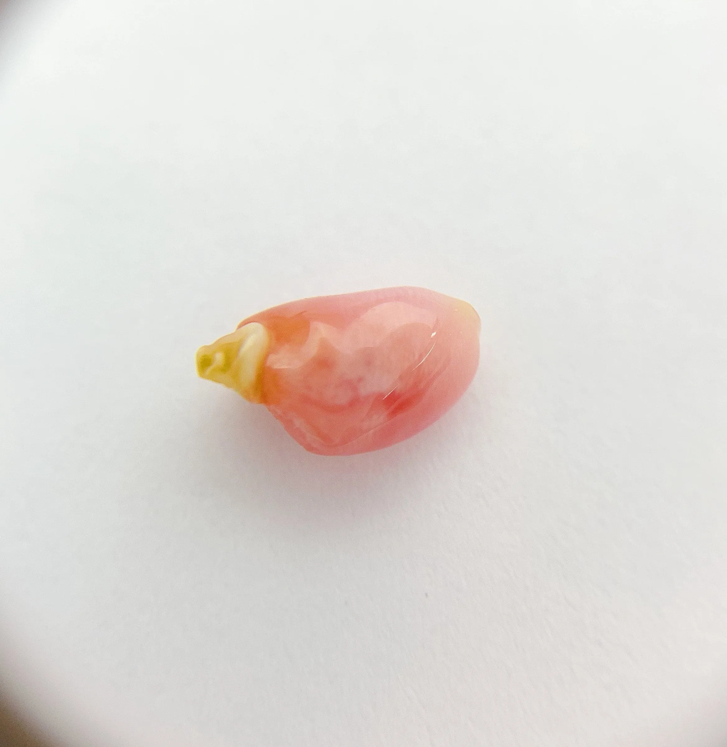 Natural Conch Pearl (4B)