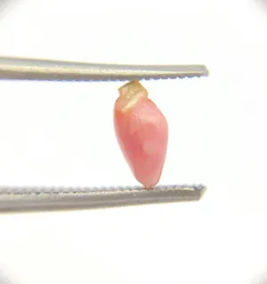 Natural Conch Pearl (4B)